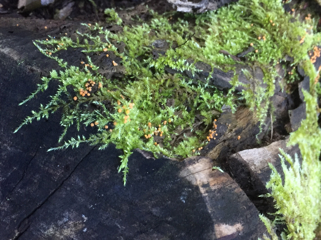 Secrets of Knysna Forest-哈克城必去景点