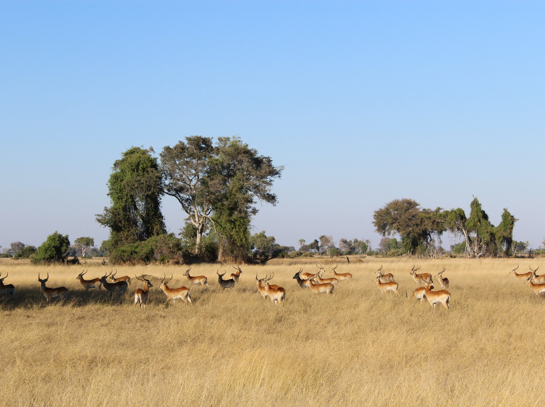 Safari Specialists景点图片