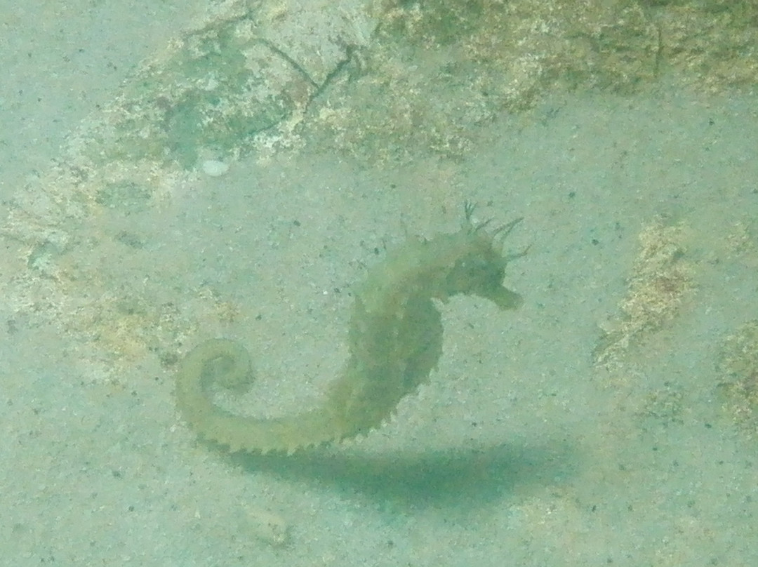 Oceanographic Museum-迦太基必去景点