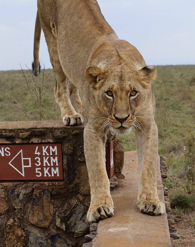 Wasili Kenya Safaris-内罗毕必去景点