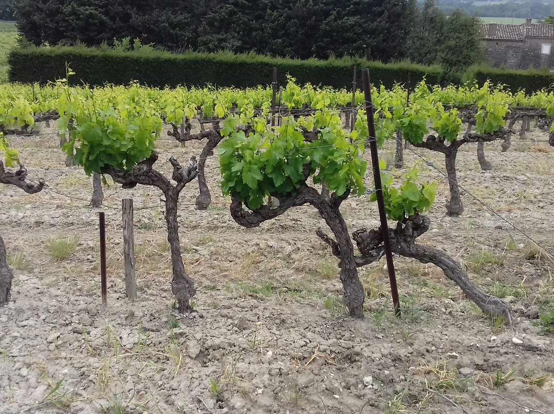 Domaine Rozel景点图片