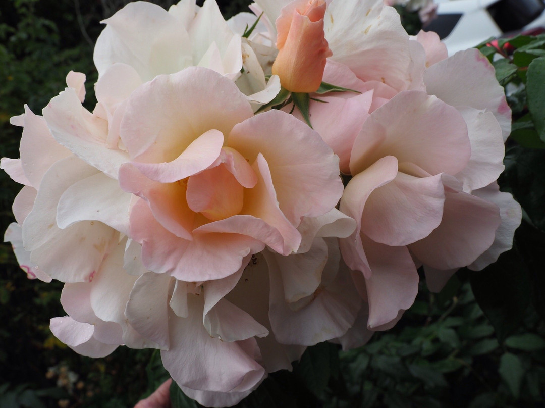 赫尔维卡花园酒店主图