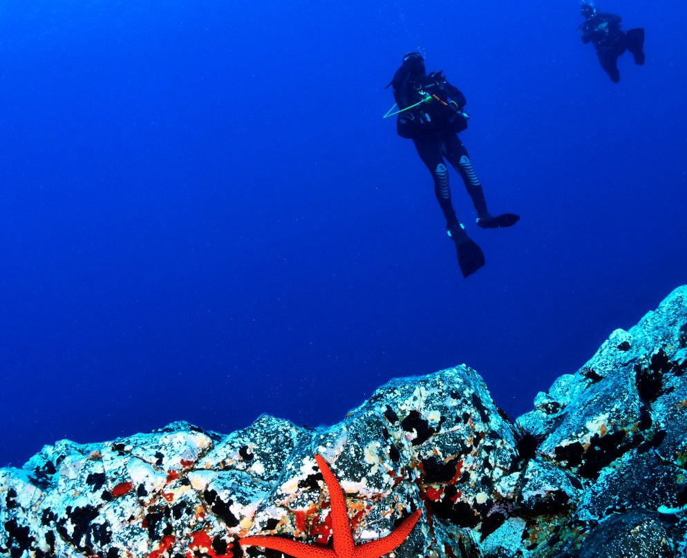 Madeira Diving Center景点图片