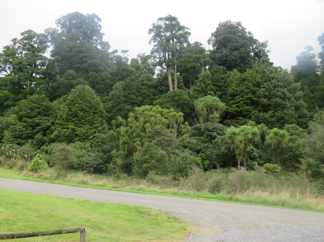 Pureora Forest Park景点图片