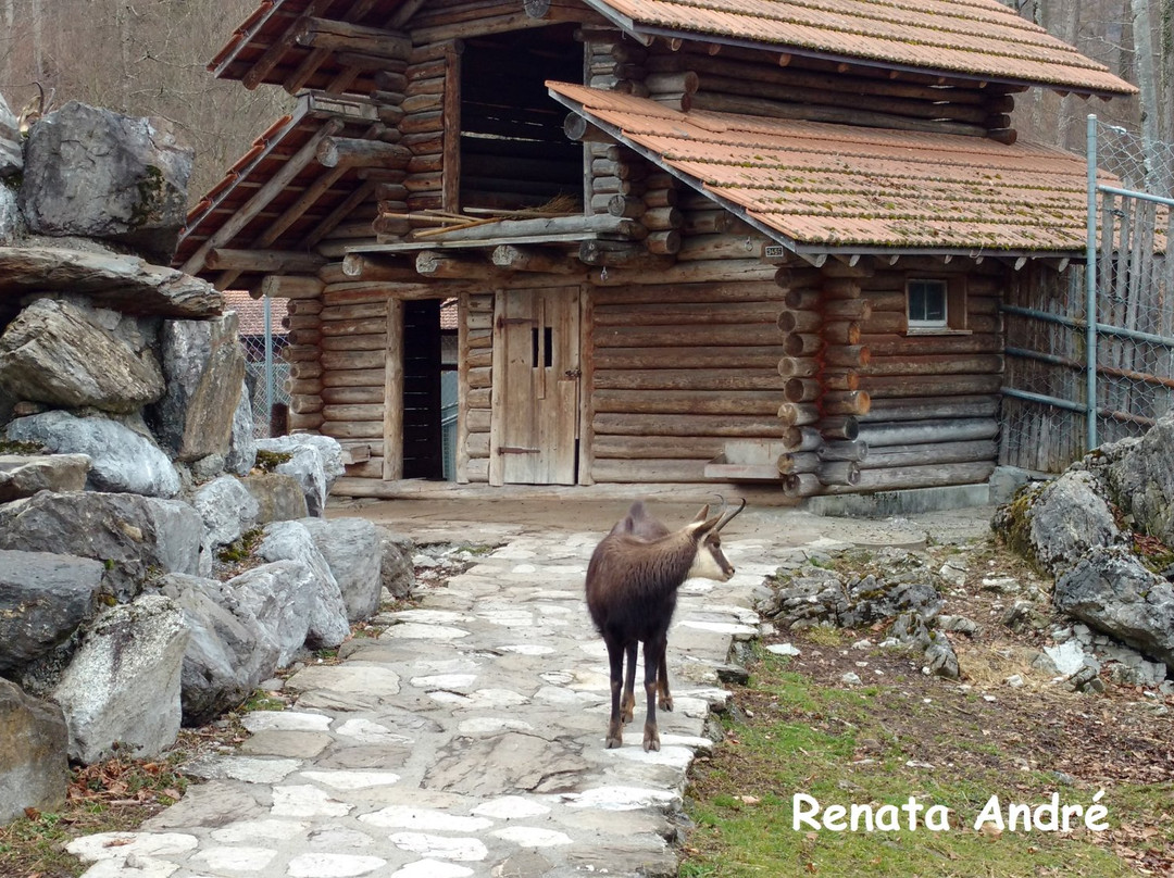 Alpine Wildlife Park Interlaken-因特拉肯必去景点
