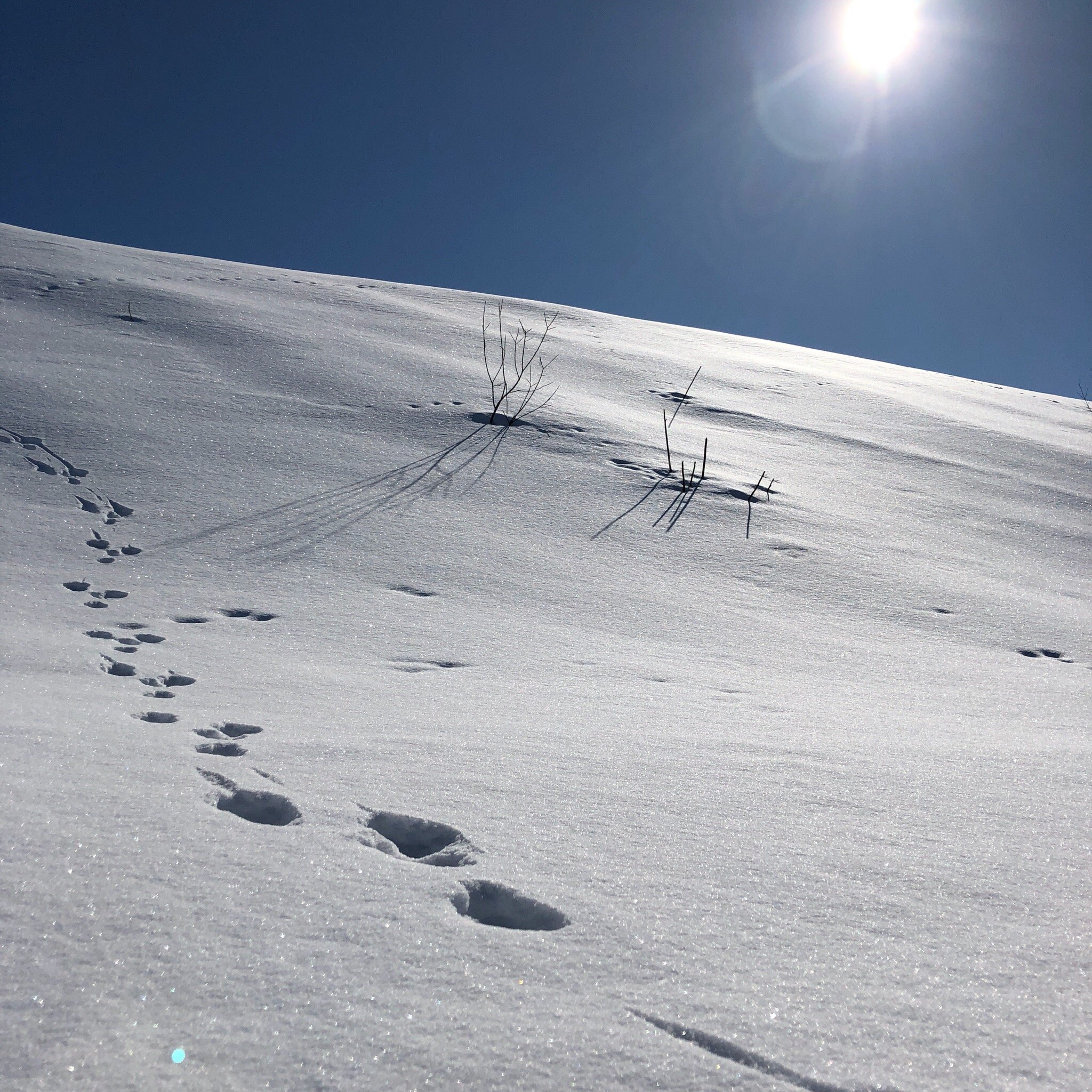 Kikut Fjellstue-官方