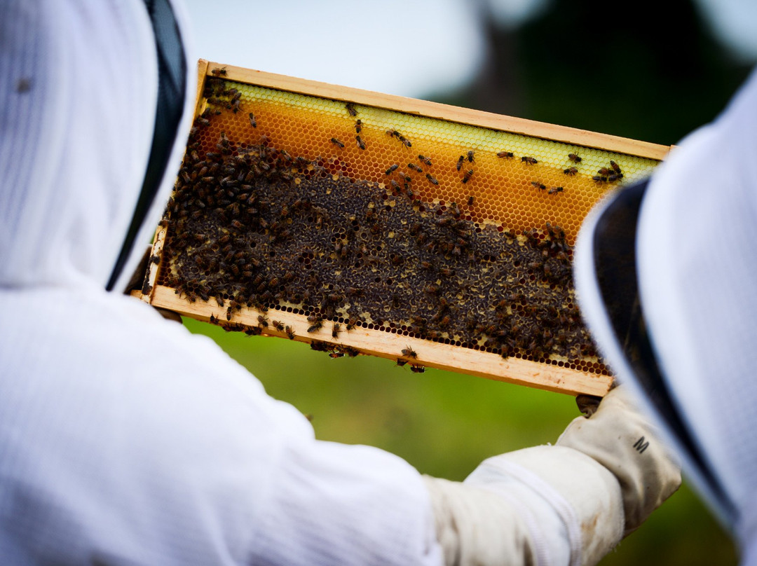 Reagan's Honey-大开曼岛必去景点