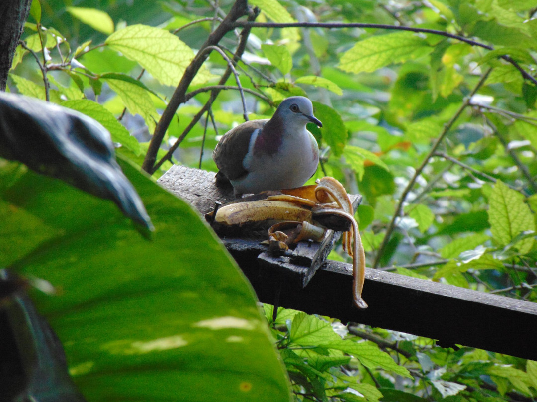 Jamaica Shore Expeditions-蒙特戈贝必去景点