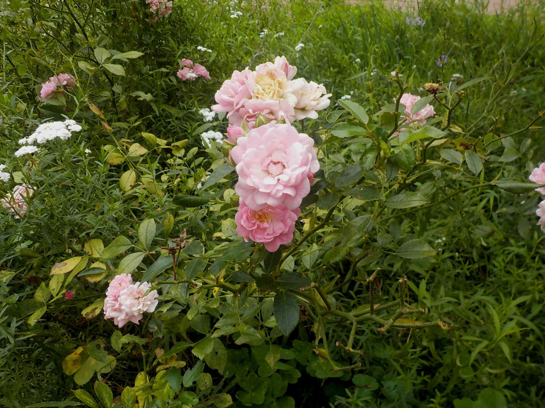 Burnley Gardens景点图片