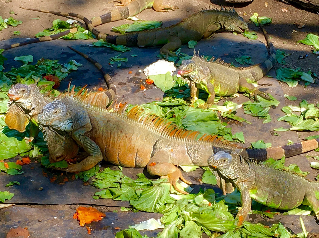 Iguanario Archundia景点图片