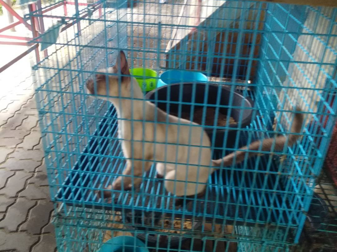 Thai Cat Center景点图片