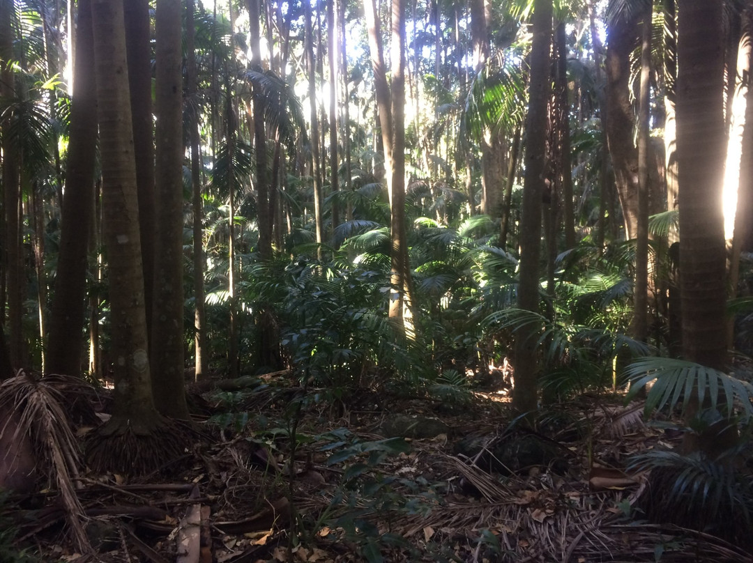 The Palm Grove Section of the Tamborine National Park景点图片