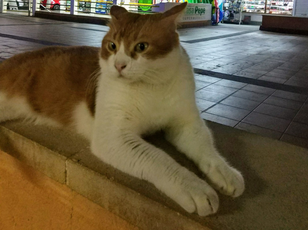 Rotes Velles旅游景点-Flozzies Bar