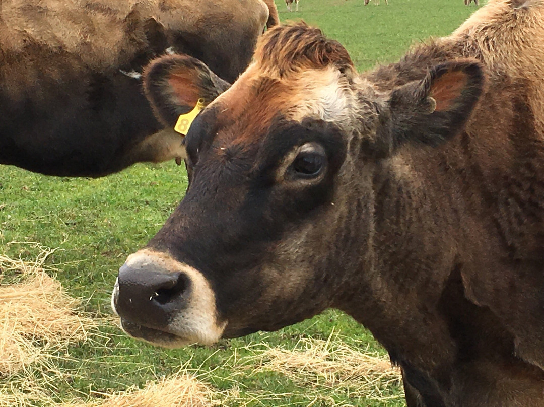 Churchill Island Marine National Park-Newhaven必去景点