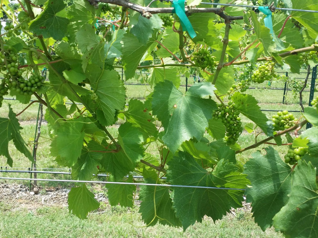 Pecan Creek Winery-马斯科吉必去景点