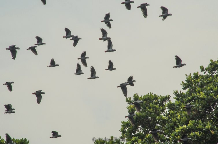 Ivindo National Park-Ogooue-Ivindo Province必去景点