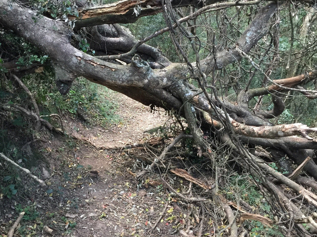 Marutswa Forest Trail and Boardwalk-Bulwer必去景点