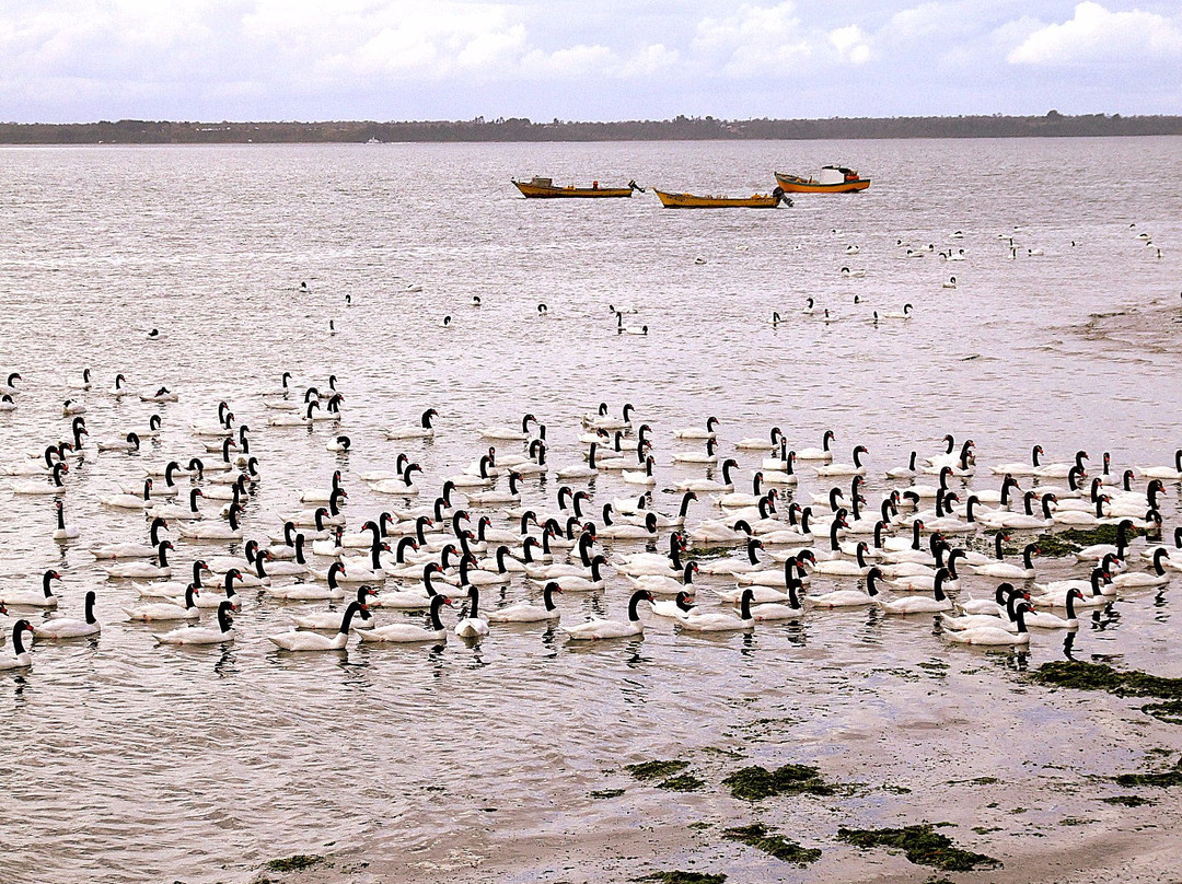 Santuario de Aves de Caulin-奇洛埃岛必去景点