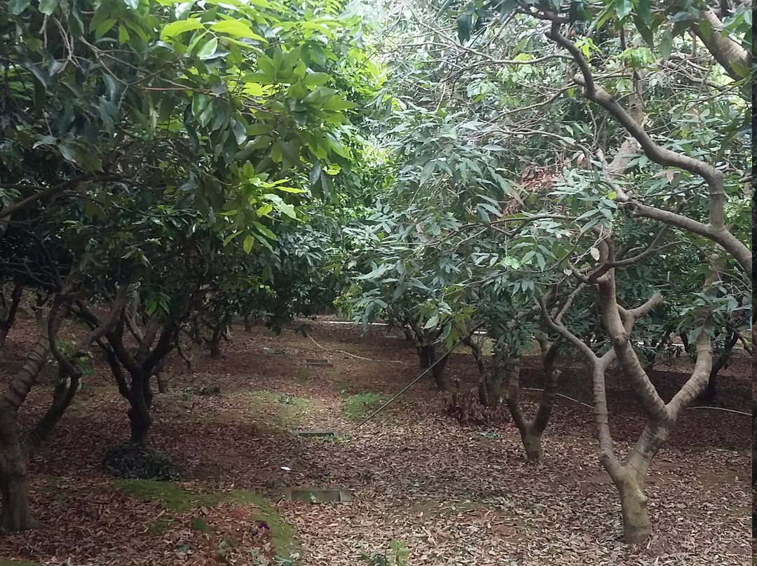 深圳观澜山水田园农庄-深圳市必去景点