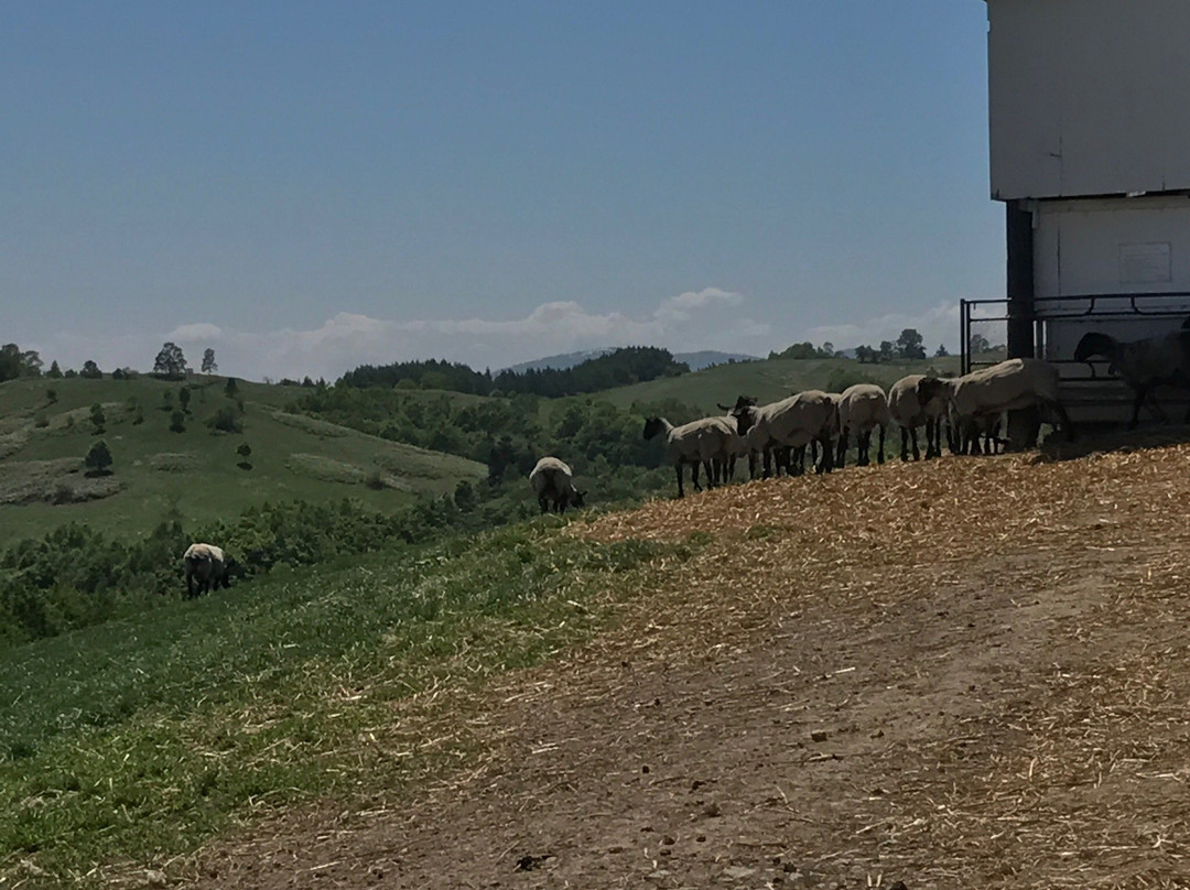 World Sheep Museum-士别市必去景点