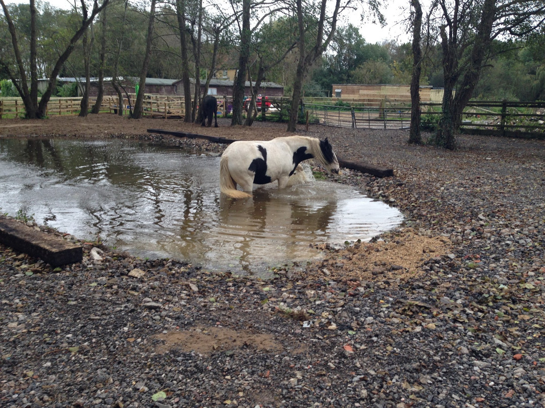 Horse Haven Uk景点图片