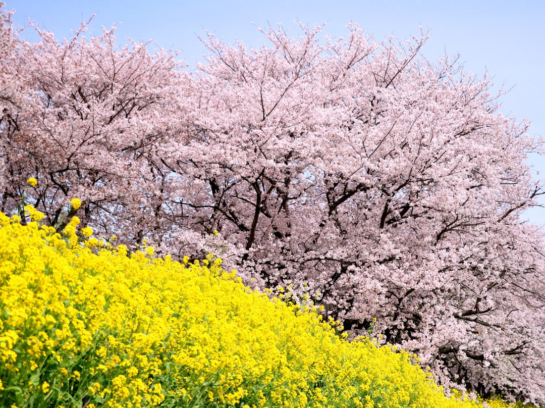 Sakuratsutsumi Park-吉见町必去景点