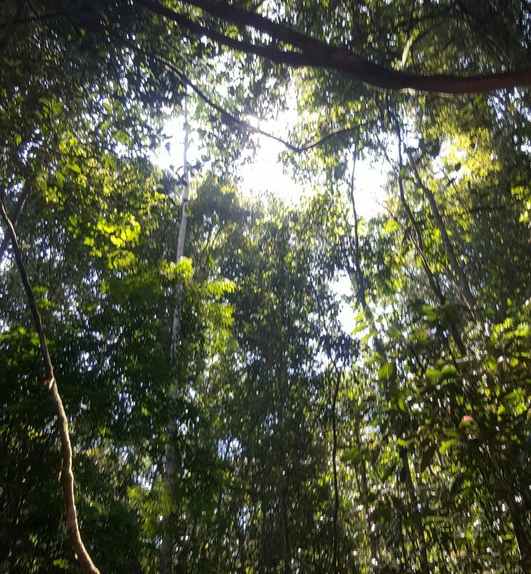 Makandawa Forest Reserve-Kitulgala必去景点