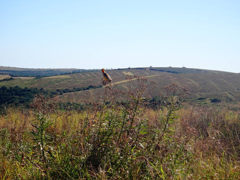 Lushington Valley Reserve-Bathurst必去景点