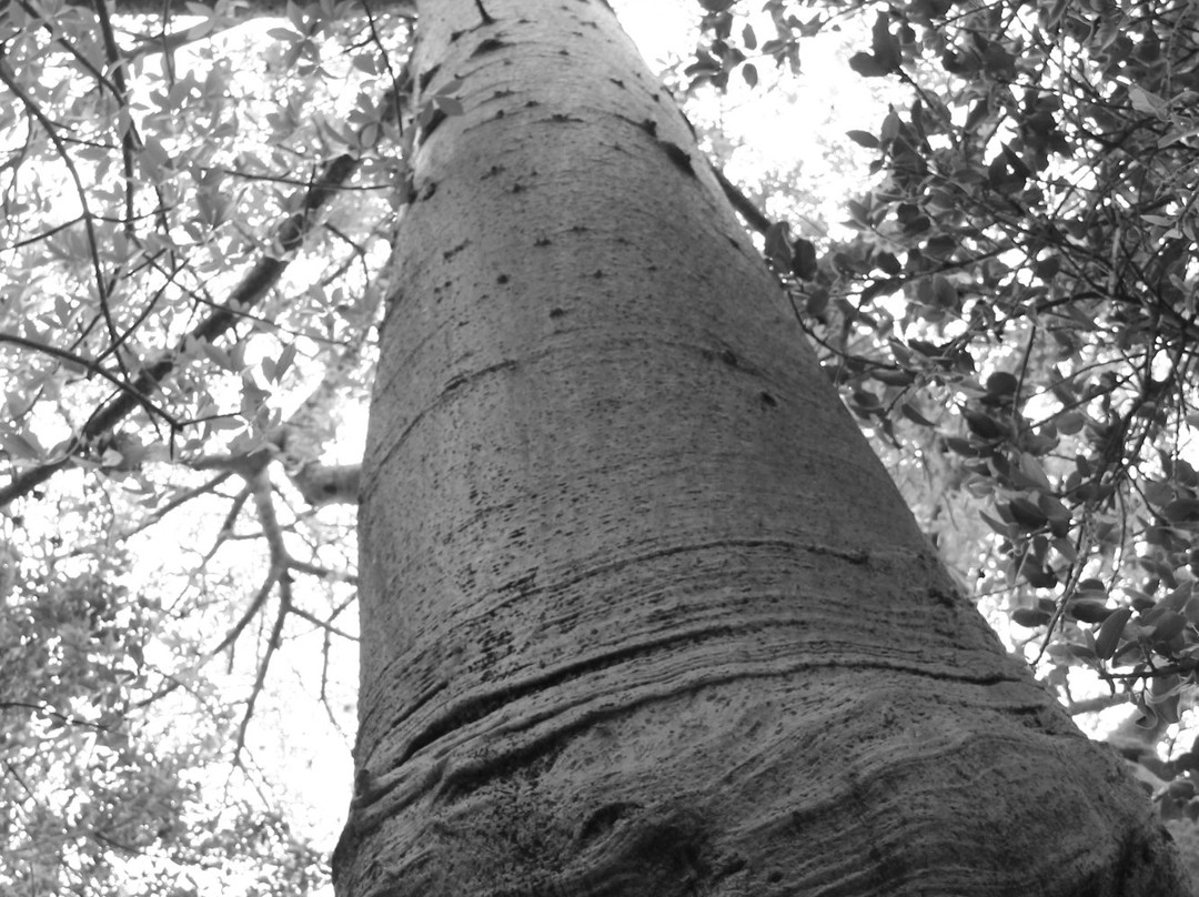 Big Boabab-Gravelotte必去景点