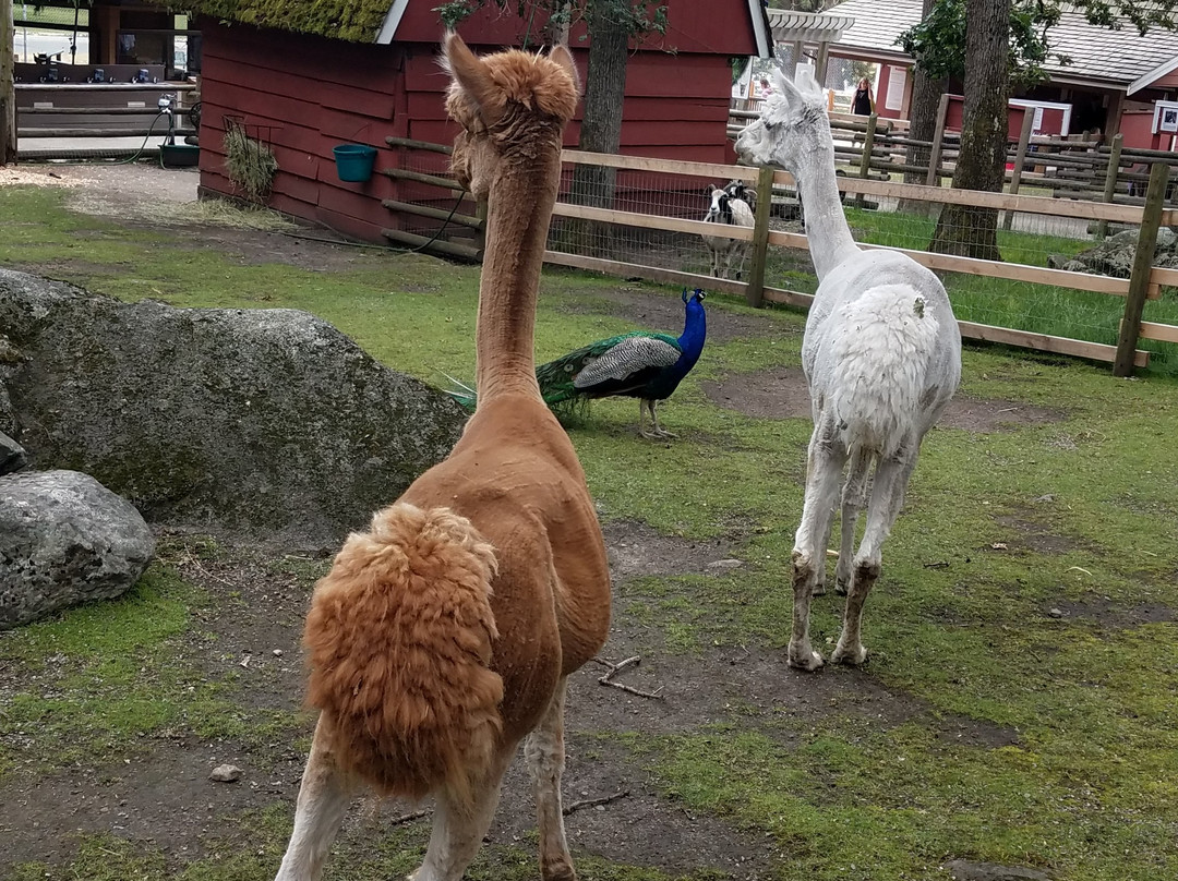 Beacon Hill Children's Farm-维多利亚必去景点