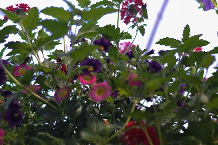 Lee and Maria's-Kingsville必去景点