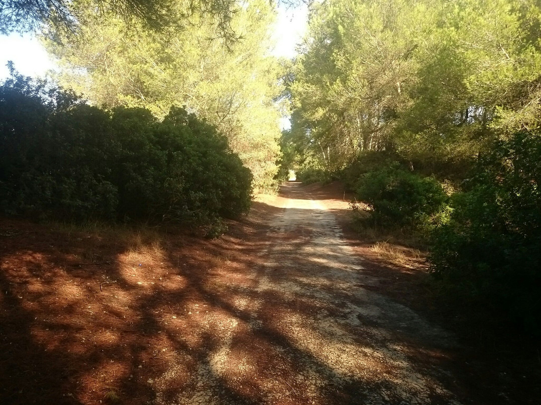 Parque Natural S'Albufera de Mallorca景点图片