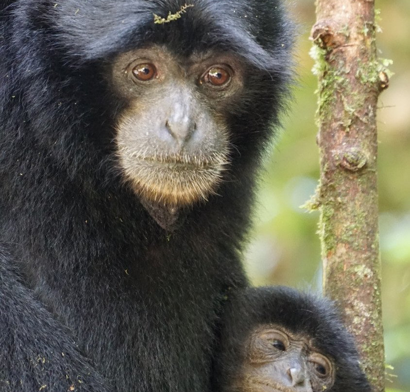 Jungle Edie-武吉拉旺必去景点