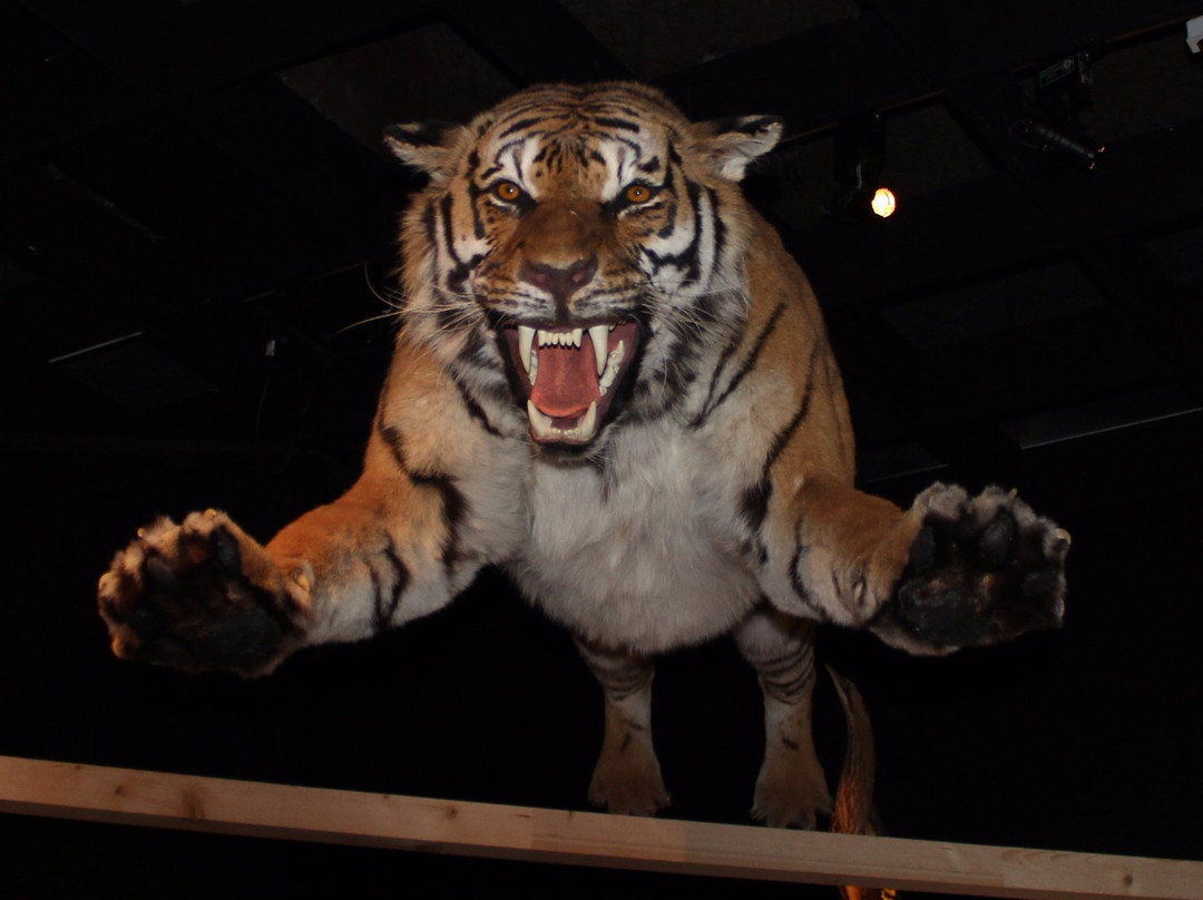 Museum d'histoire naturelle-纳沙泰尔必去景点