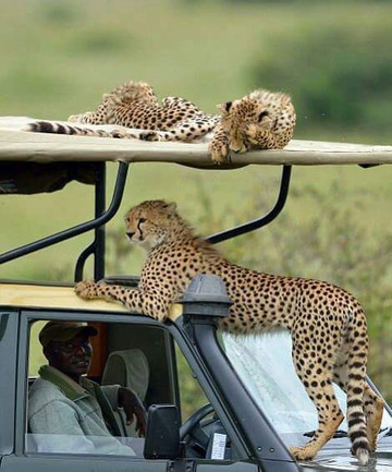 Tropical Cats Tours-蒙巴萨必去景点