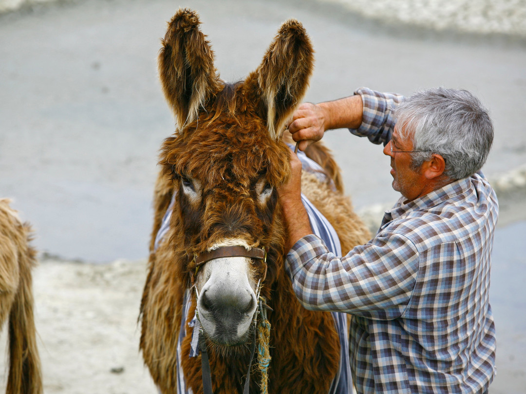 Anes en Culotte-Saint Martin de Re必去景点