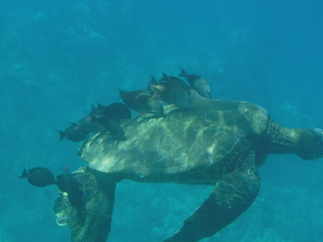 Po'olenalena Beach-维雷亚必去景点