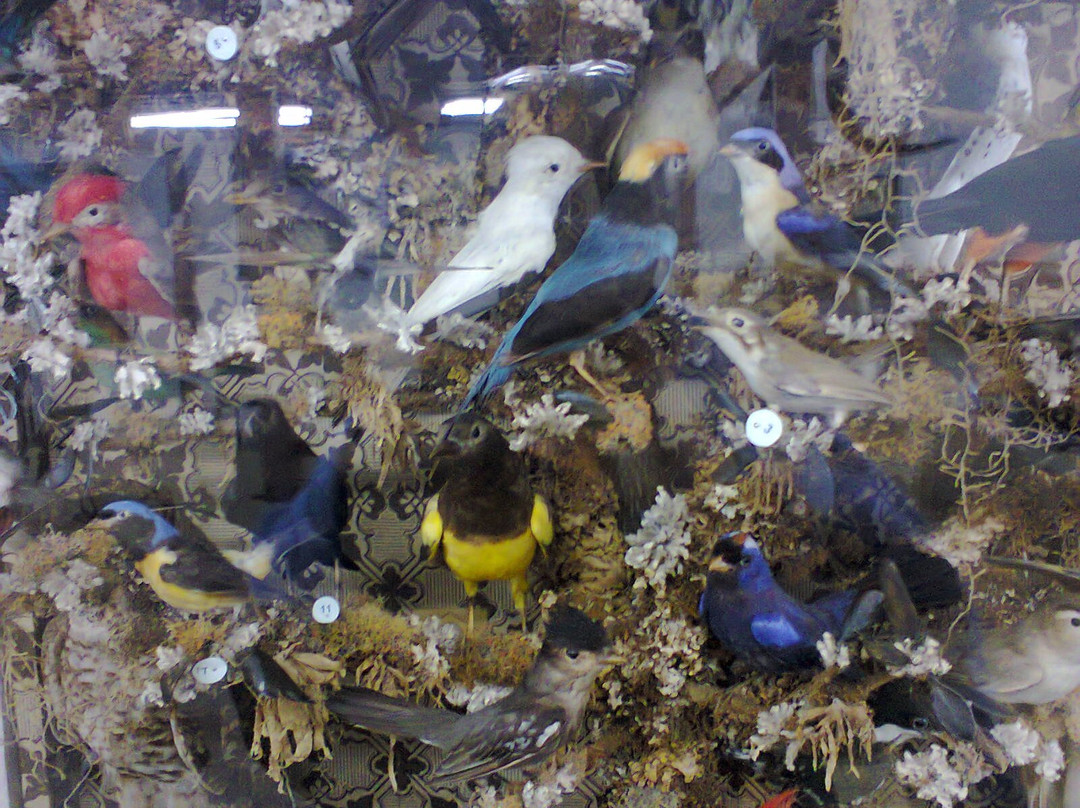 Carlos Ritter Museum of Natural Science景点图片