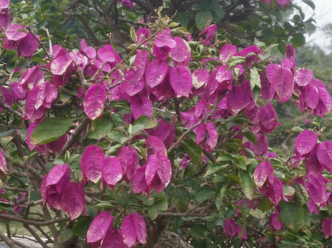 白水带公园-江门市必去景点