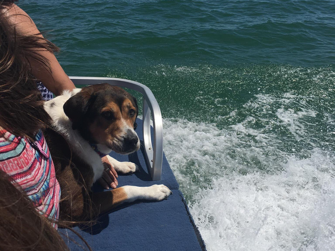 Pirate Monkey Boat Rentals-Palmetto必去景点