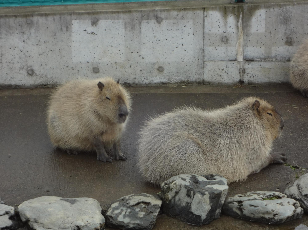 Hitachi City Kamine Zoo-日立市必去景点