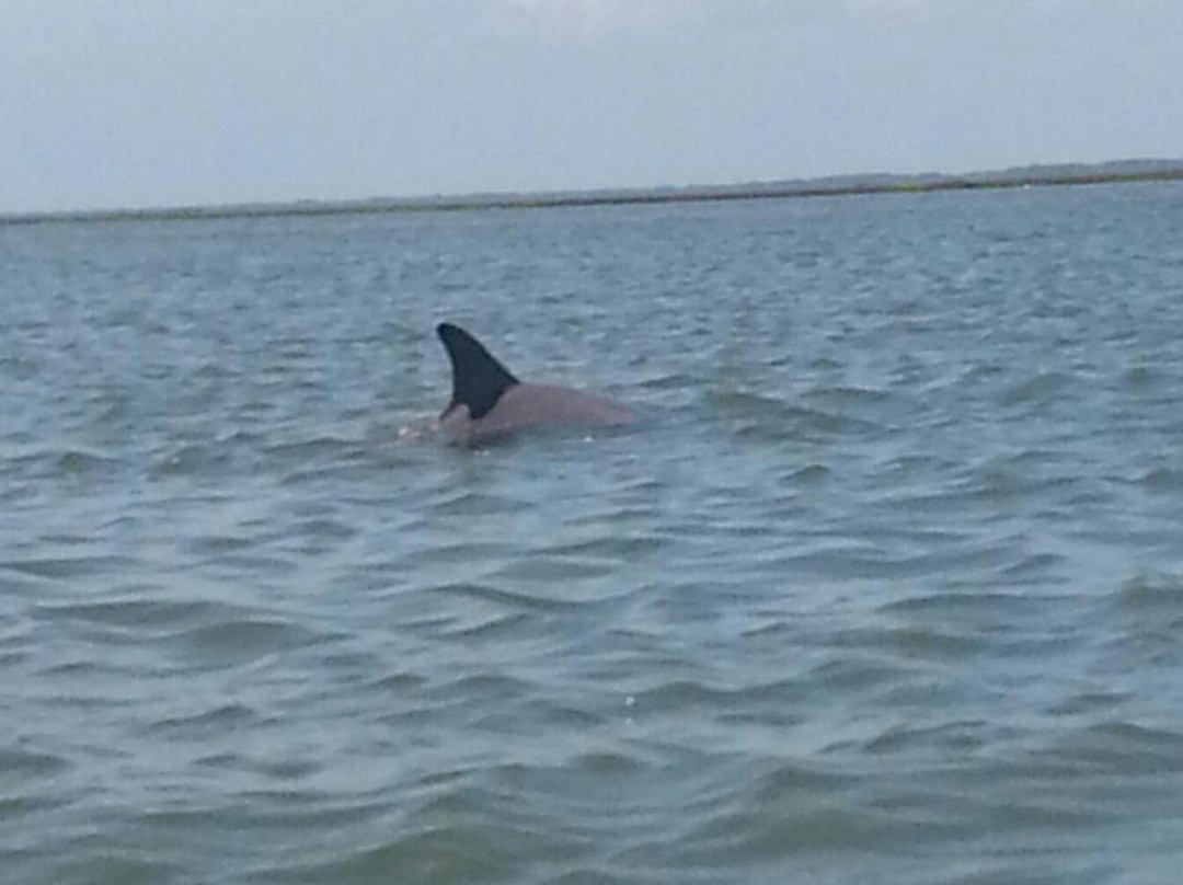 The Kayak Farm-Saint Helena Island必去景点