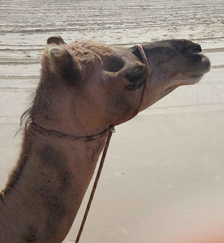 Port Macquarie Camel Safari's