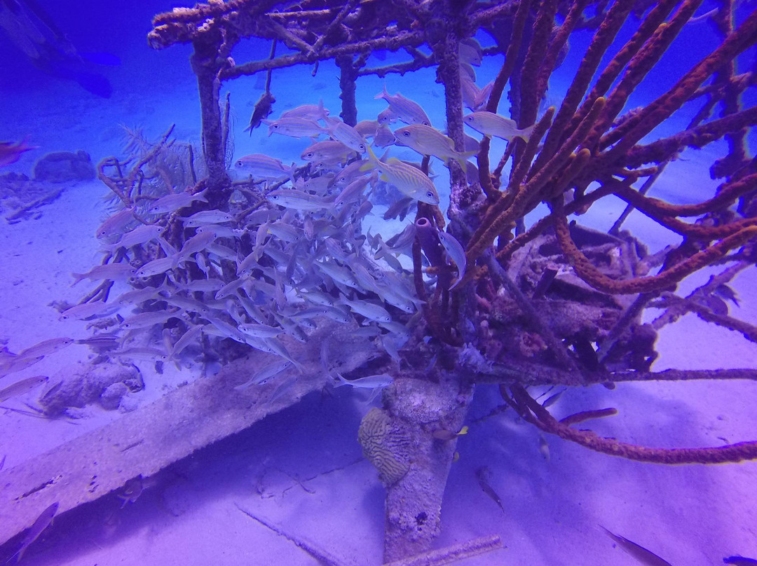 Dive'n Curacao-Sabana Westpunt必去景点