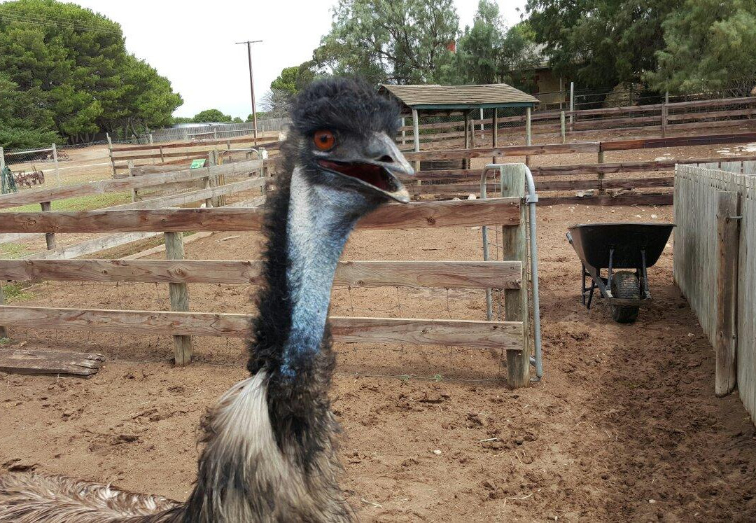 Narnu Farm