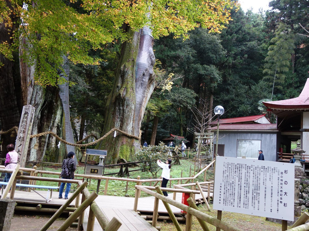 Sugi no Osugi-大豊町必去景点