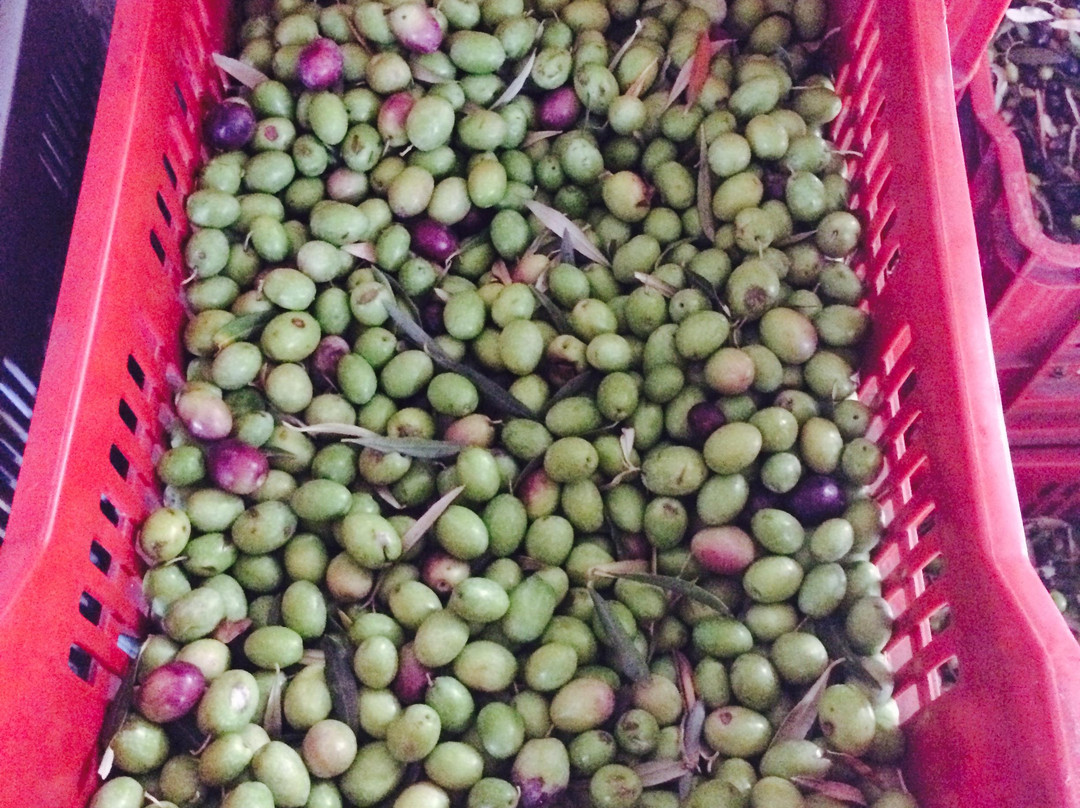 Oliva Organic Farm