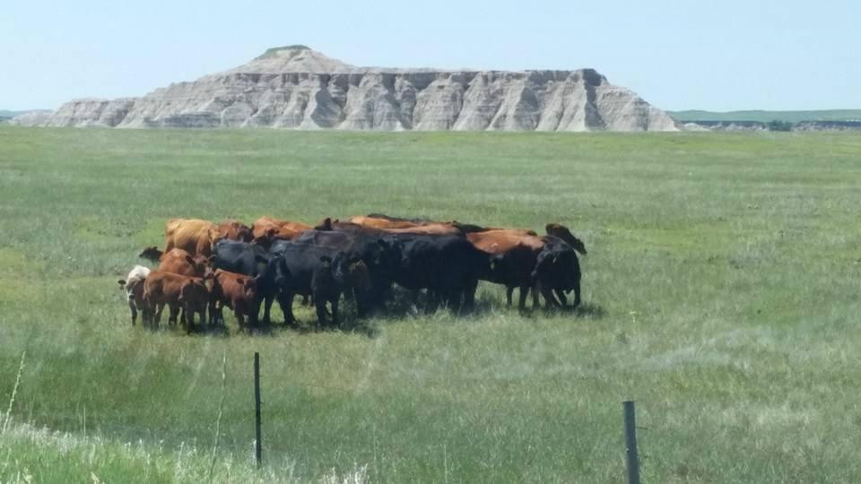 Pine Ridge Reservation-Manderson必去景点