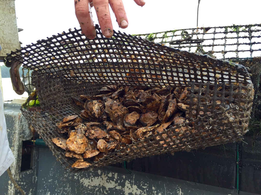 Eel Lake Oyster Farm-Yarmouth必去景点