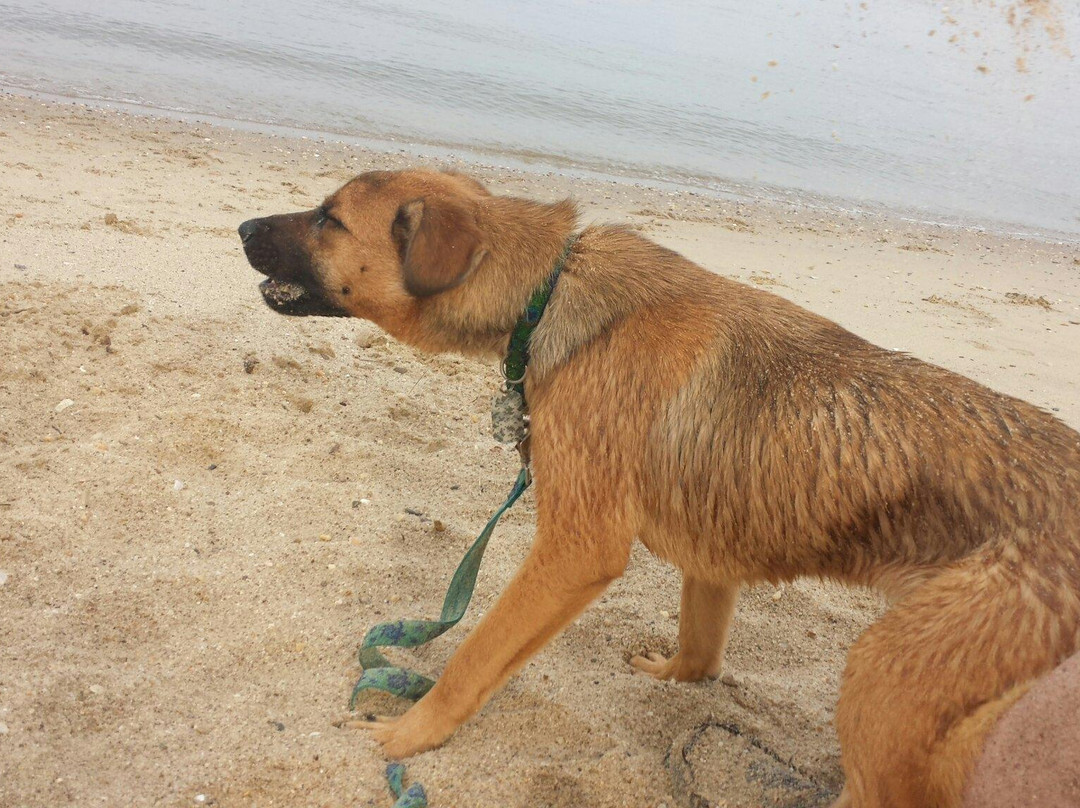 Colonial Beach Municipal Pier-Colonial Beach必去景点